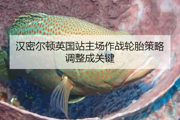 汉密尔顿英国站主场作战轮胎策略调整成关键